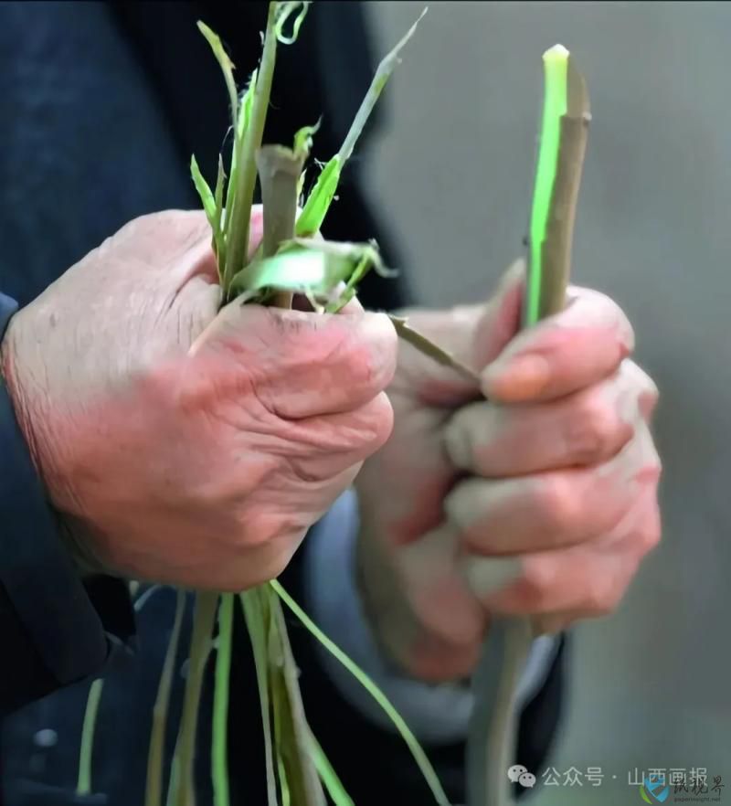 造紙4.jpg 造紙4.jpg